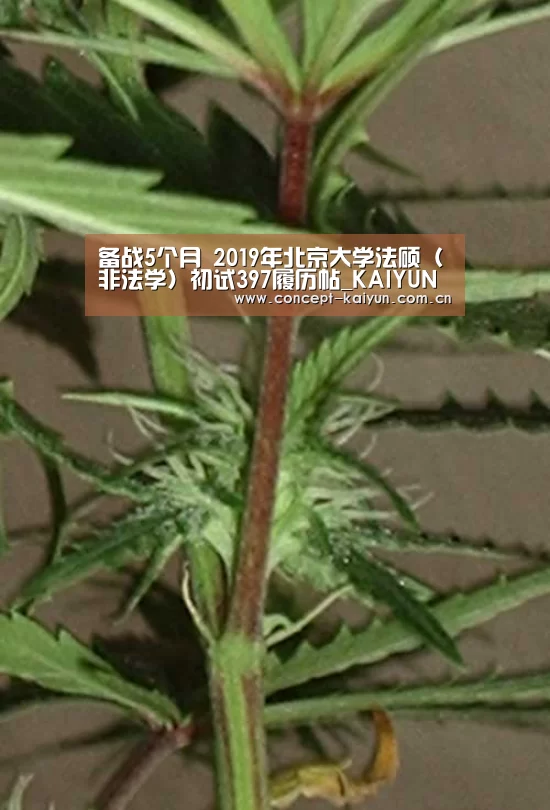 备战5个月 2019年北京大学法硕(非法学)初试397履历帖_KAIYUN官网(图1) 开云体育直播