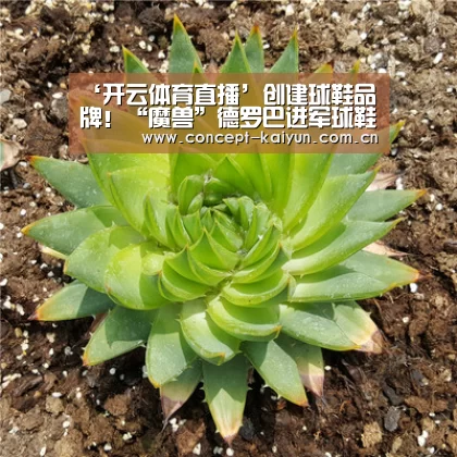 ‘开云体育直播’创建球鞋品牌!“魔兽”德罗巴进军球鞋时髦范畴(图1) 开云赛事